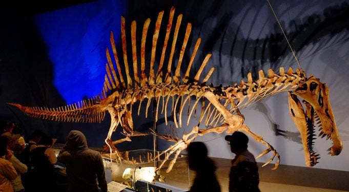 FAS'TA FOSİL KEŞFİ Spinosaurus